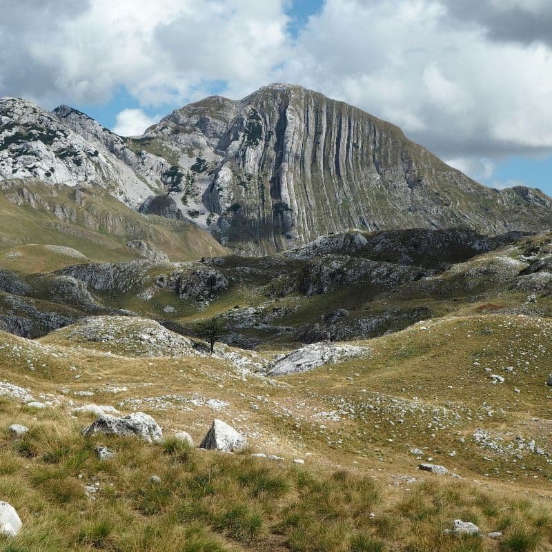 Raklje (loop)