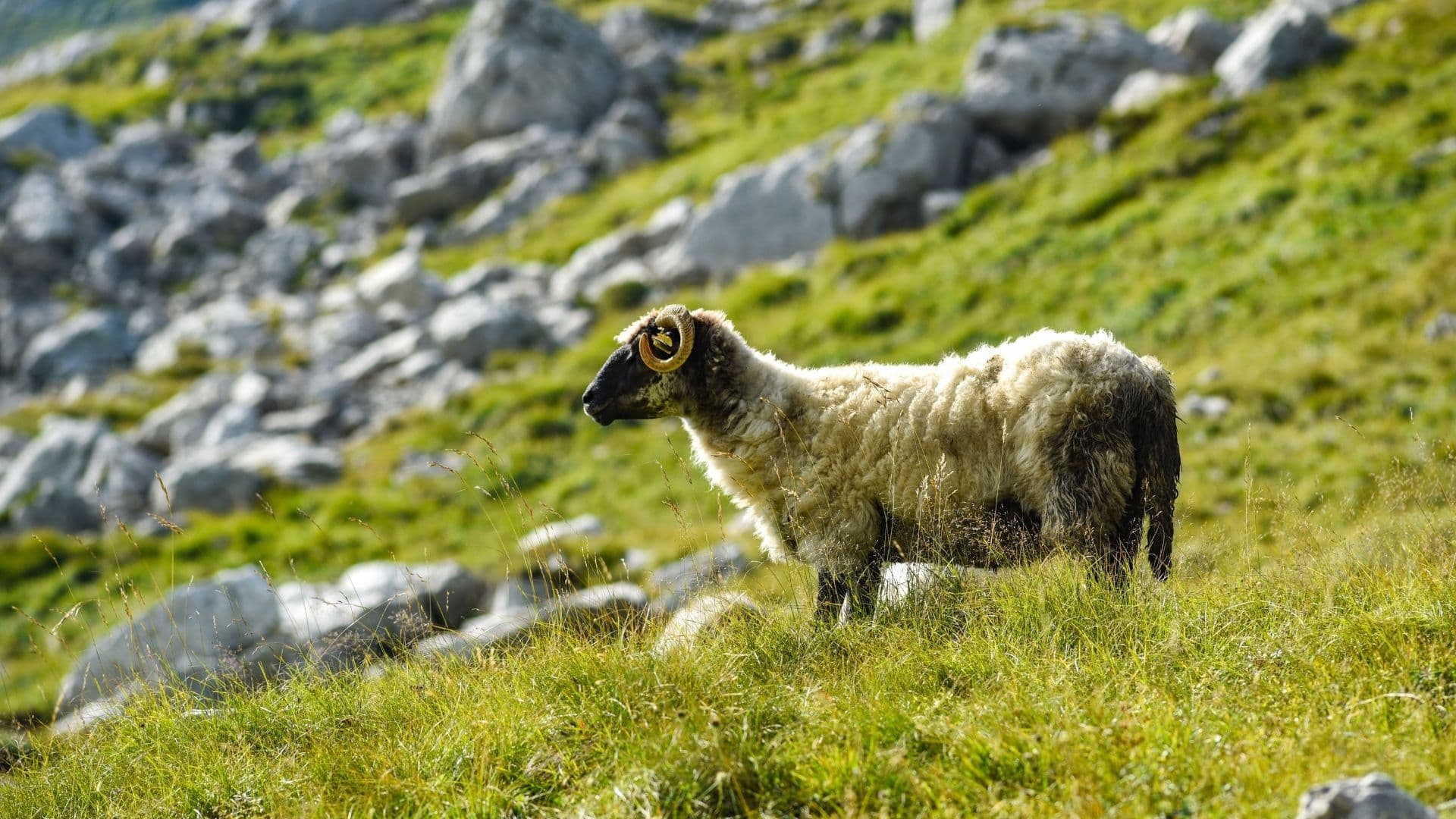 Durmitor 73